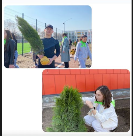 мектеп ауласын көгалдандыруға өз үлесімізді қостық.